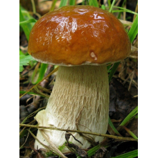 Мицелий Белого гриба березового (Boletus betulicola) Мицелий Белого гриба березового (Boletus betulicola)